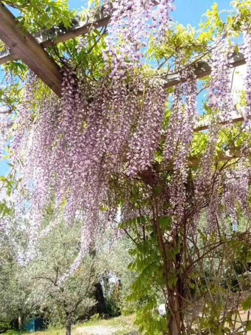 Casa Belvedere -Tranquillita Tra Bosco E Ulivi- Riparbella Luaran gambar