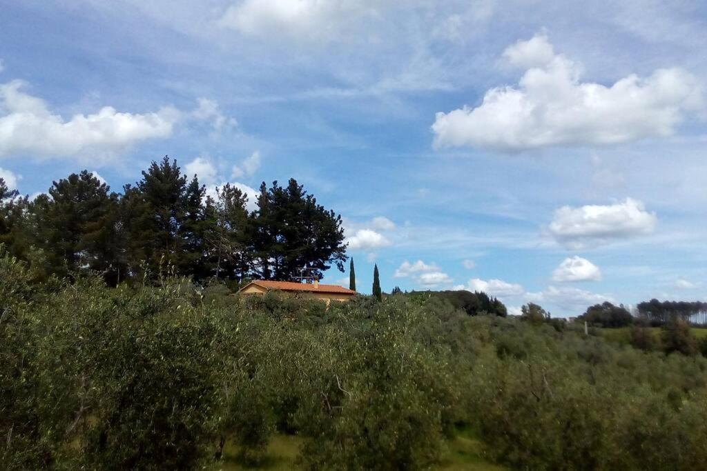 Casa Belvedere -Tranquillita Tra Bosco E Ulivi- Riparbella Luaran gambar